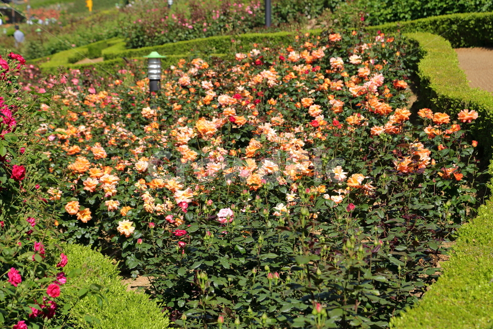 장미,장미꽃,장미정원,rose,flower,분홍장미,빨간장미,5월,6월