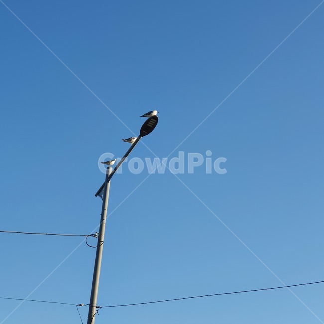 animal,동물,bird,새,갈매기,가로등
