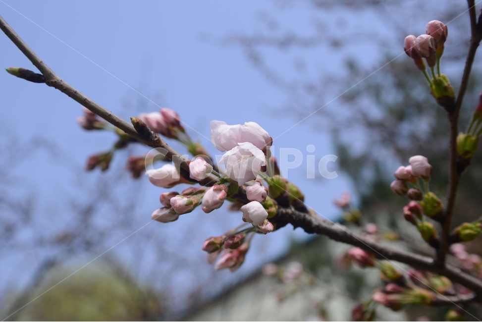 자연,nature,봄,꽃,봄꽃,벚꽃,흰색,접사,근접촬영,봄,계절,spring,season,식물,자연,plants,nature,꽃,flower,plant,blossom