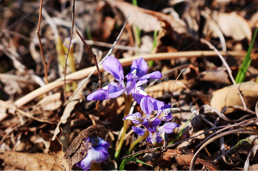 꽃,붓꽃,보라색,보라,보라꽃,봄,식물,자연,plants,nature,꽃,flower