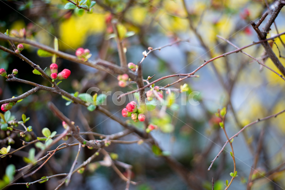 데이트,산책,봄,꽃,벚꽃,식물,자연,plants,nature,꽃,flower