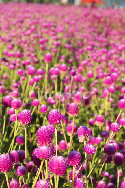 꽃,천일홍,식물,자연,꽃밭,분홍꽃,천일초,천금홍,천년홍,식물,자연,plants,nature,꽃,flower