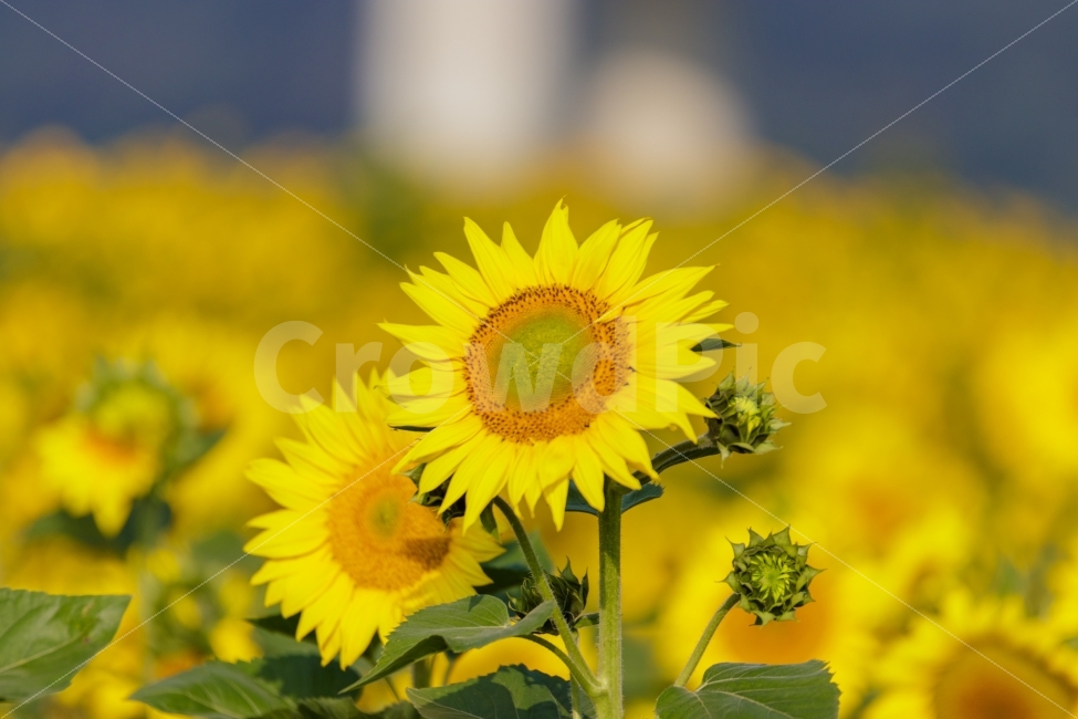 해바라기,sunflower,flower,가을,꽃,식물,자연,plants,nature,꽃,flower