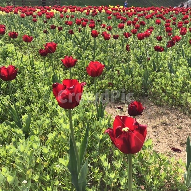 꽃,튤립,봄,공원,나들이