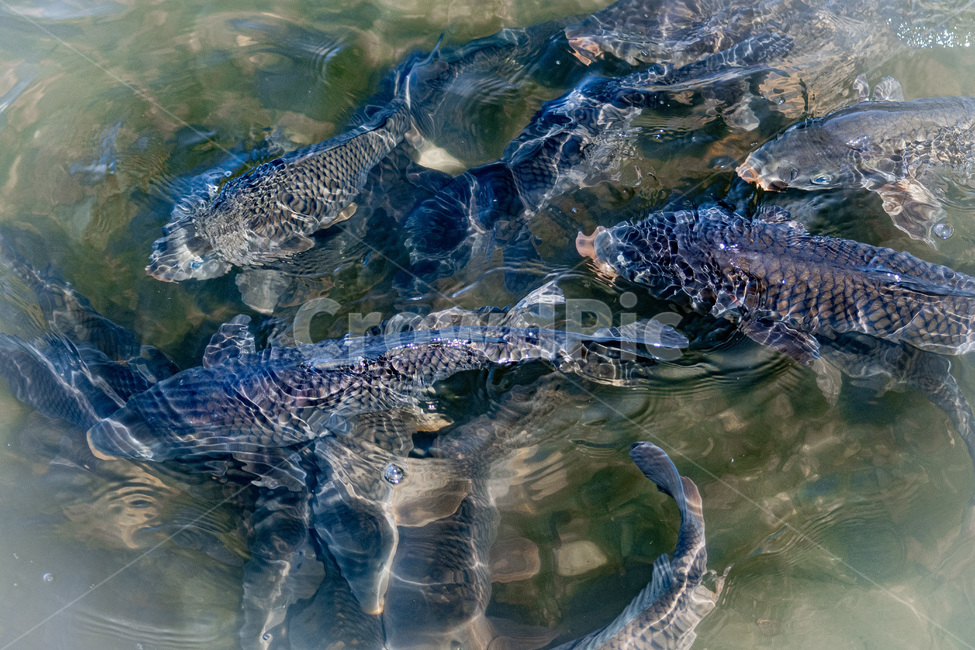 잉어,민물고기,crap,fish,생선