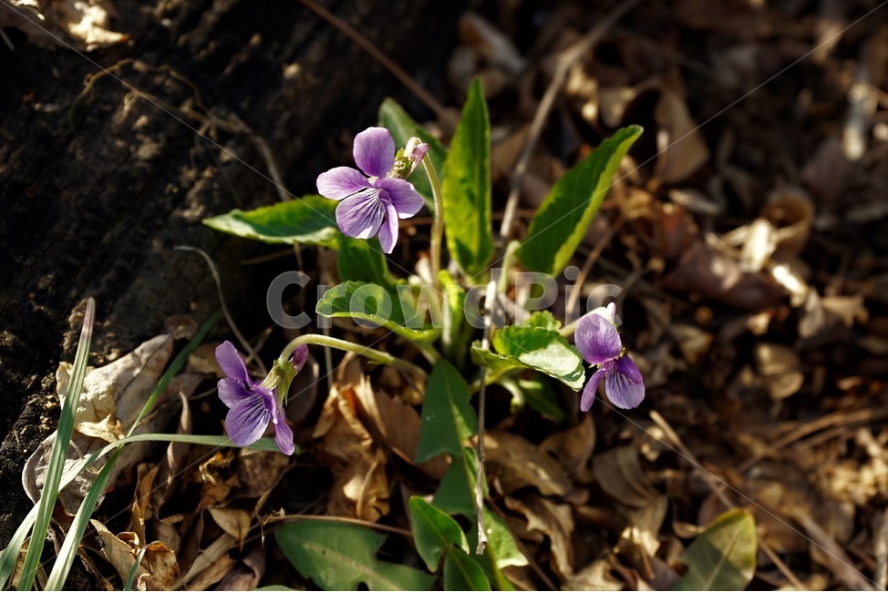 제비꽃,보라,이른봄,계절,식물,bloom