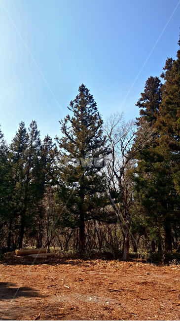 나무,숲,tree,plant,자연,옥외,nature