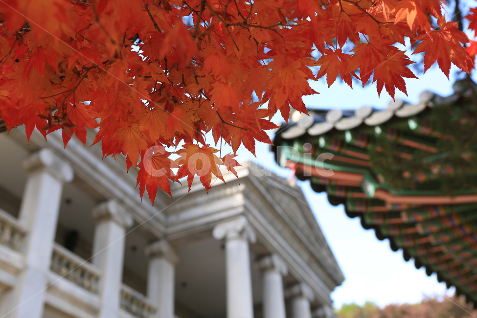가을,단풍,덕수궁,궁,나무,fall,autumncolors,palace,tree,가을,계절,fall,autumn,season,한국전통,한국문화,korean traditional,korean culture,건축물,건물외관,exterior,building,structure,architecture,construction,leaf,잎,plant,식물