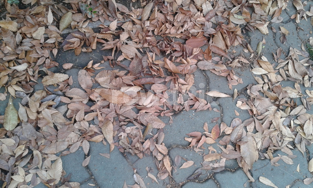 ground,바닥,leaf,잎,낙엽