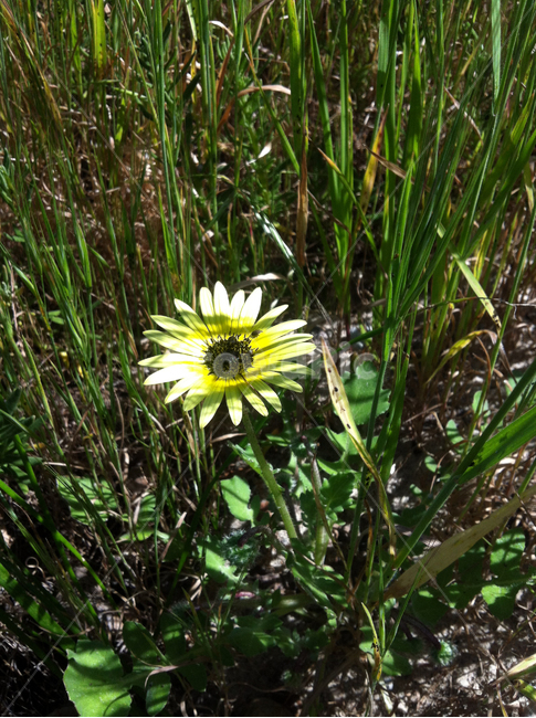 꽃,노란꽃,풀,줄기,정원,garden,house,flower,grass,식물,자연,plants,nature,꽃,flower