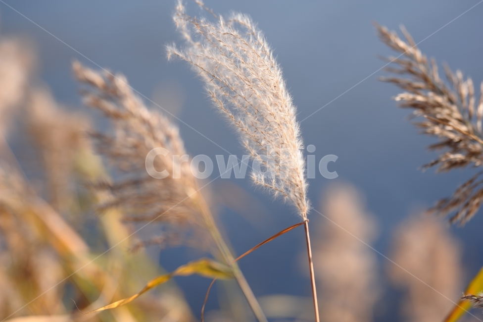 억새,풍경,감성,자연,landscape,nature,겨울,가을,식물,자연,plants,nature,감성,sensible,feeling