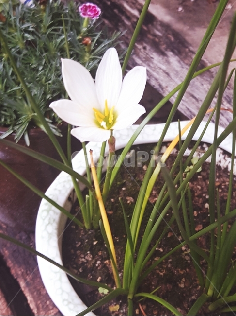 식물,꽃,수선화꽃,화분,flower