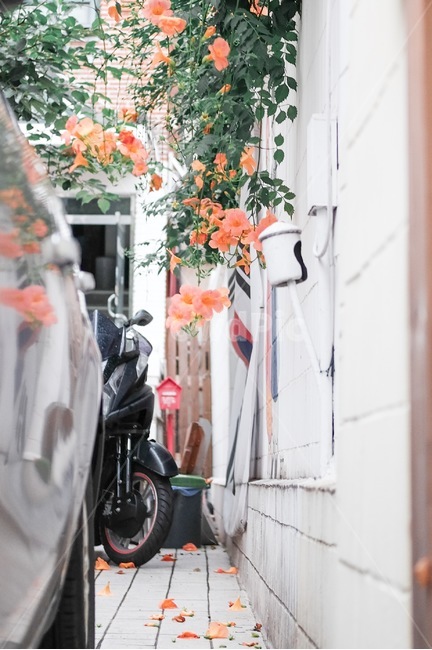 능소화,길거리,여름,꽃,감성,골목길,골목길,alley,식물,자연,plants,nature,꽃,flower,감성,sensible,feeling,machine,기계,wheel,바퀴