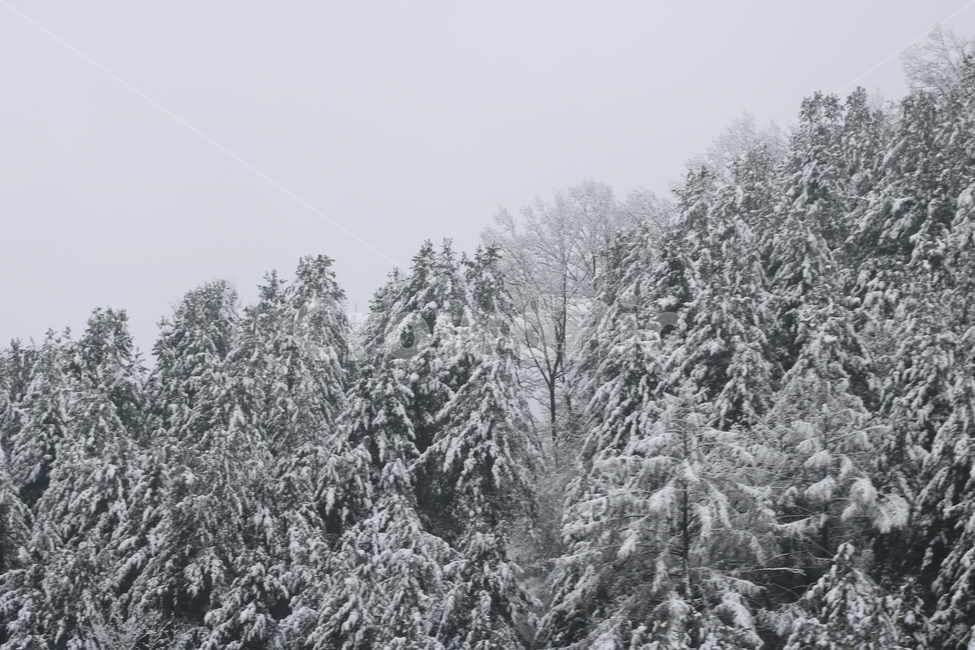 자연풍경,눈,겨울,설경,모노톤,감성,배경,자연,식물,아름다운,겨울,계절,winter,season,자연,풍경,nature,landscape,tree,나무,plant,fir,전나무