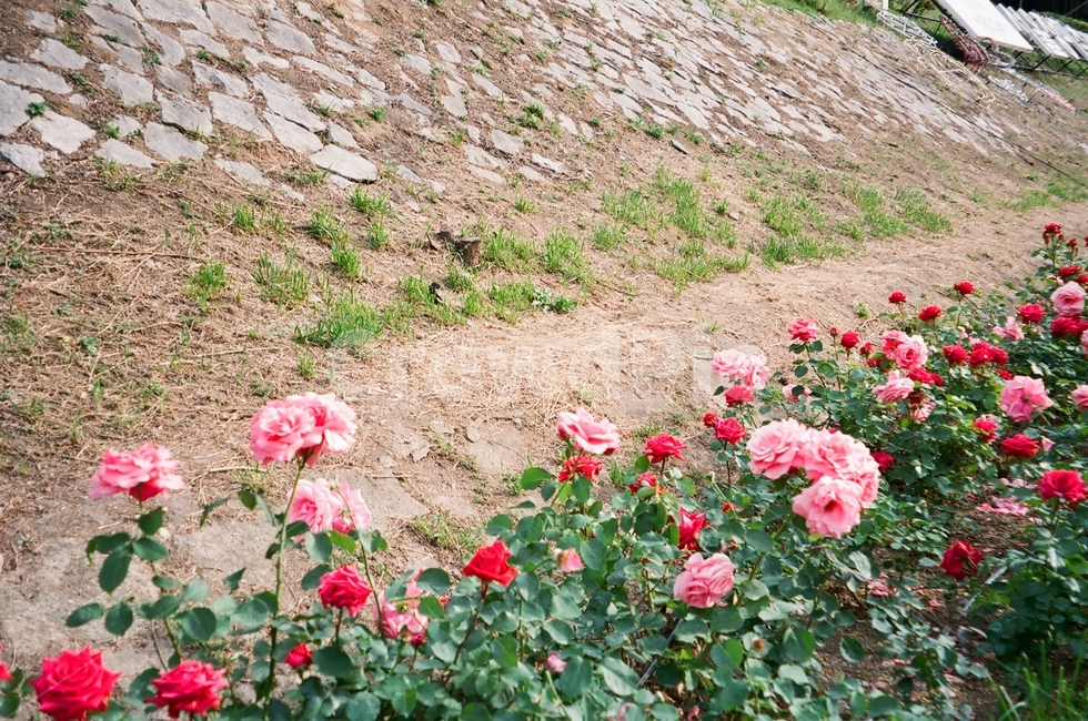 언덕,돌담,장미,꽃,분홍장미