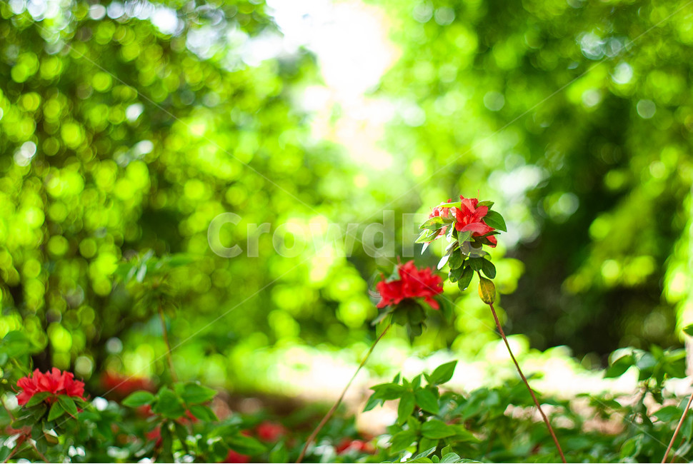 컬러,꽃,flower,여름,감성