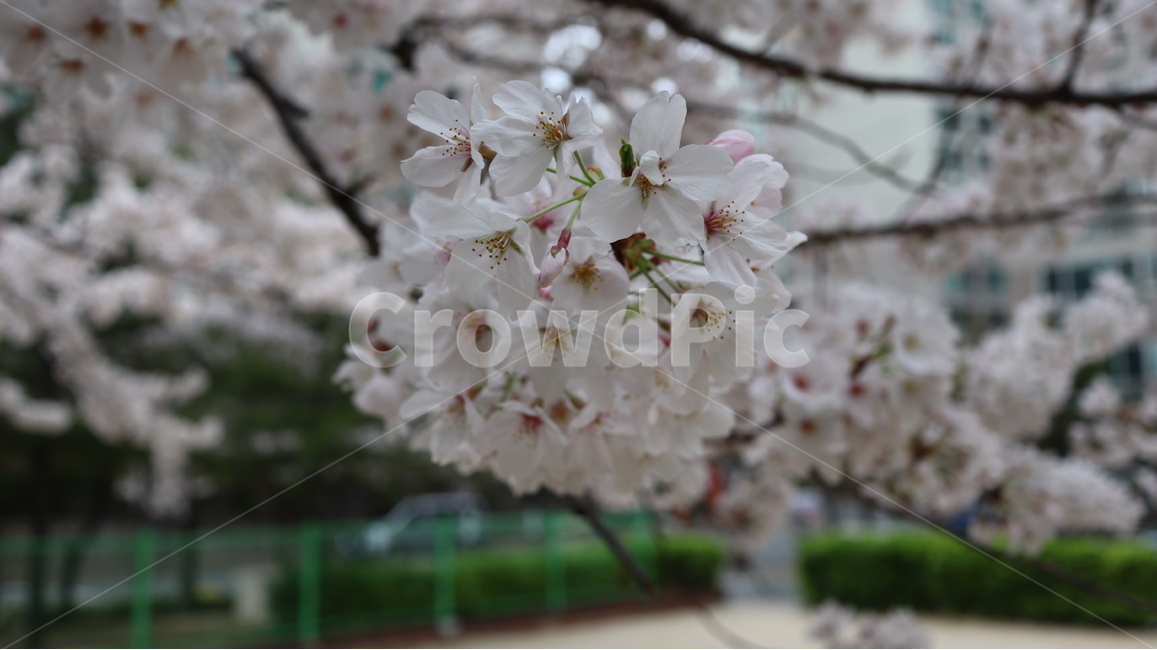 봄,꽃,꽃잎,벚꽃,벗꽃,벚꽃축제,매화꽃,매화,벚꽃엔딩,서울벚꽃,벚꽃명소