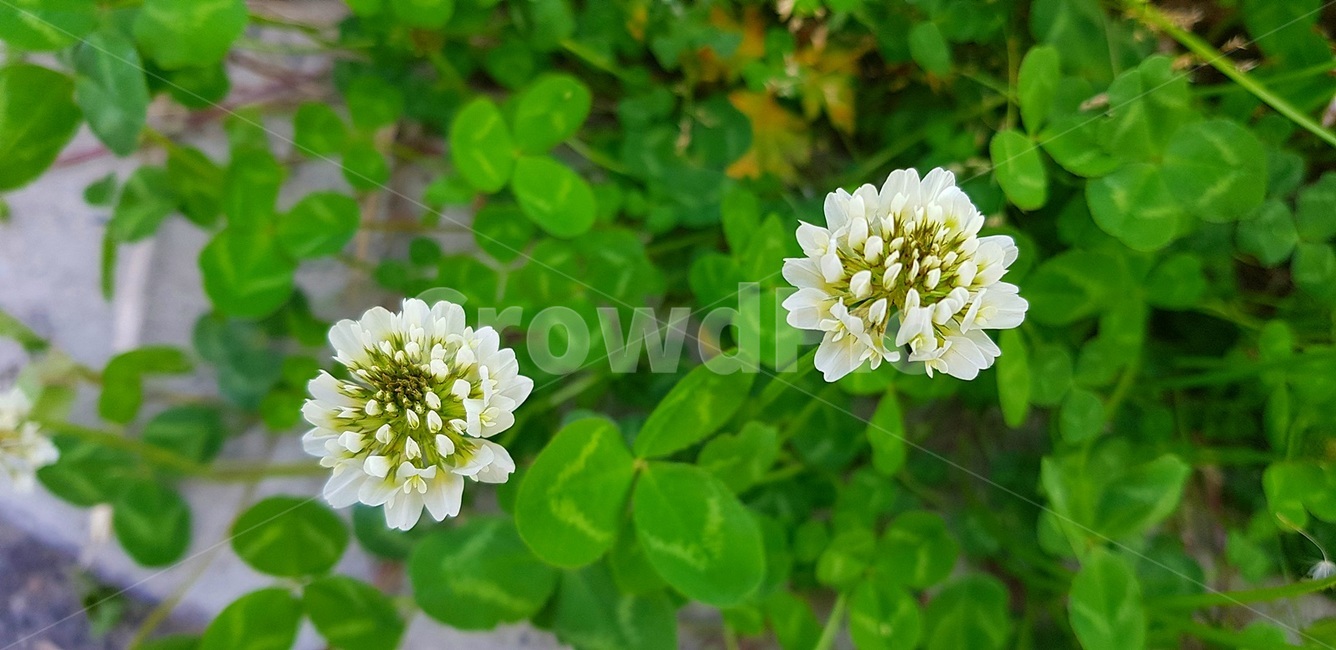 봄,초록,토끼풀,약속,꽃말행운,식물,자연,plants,nature,꽃,flower
