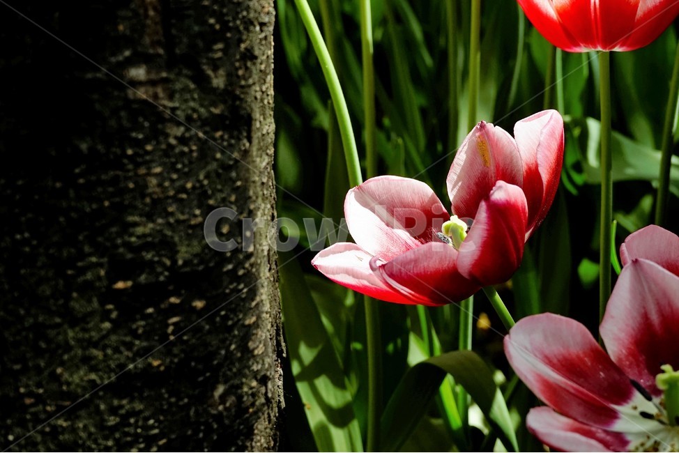 봄,봄꽃,화사함,자연,행복,힐링,bloom,colorful,floral,flower,gardenflowers,happymind,life,nature,plant,spring,식물,자연,plants,nature,꽃,flower