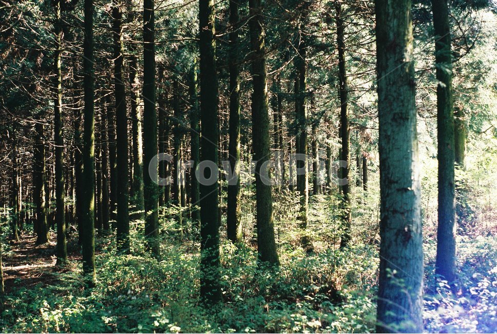 woodland,삼림지,outdoors,nature,식물,land,초목,forest,자연,풍경,nature,landscape,plant,tree,나무,vegetation,숲,땅,옥외