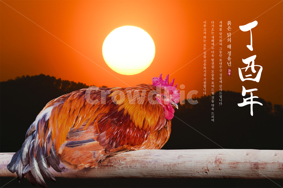 새해,신년,닭,캘리그라피,캘리,손글씨,붓글씨,표지,전단지,브로슈어,카달로그,한국전통,한국문화,korean traditional,korean culture,동물,animal,조류,새,birds,그래픽,일러스트레이션,graphic,illustration,캘리그라피,손글씨,calligraphy