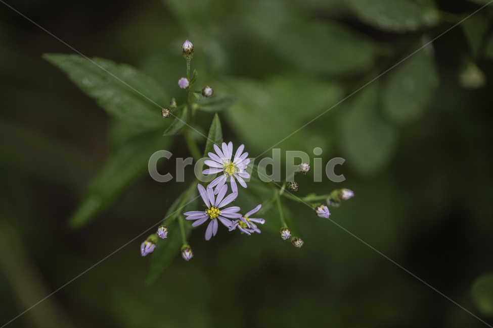 식물,자연,꽃,초록,가을,식물,자연,plants,nature,꽃,flower