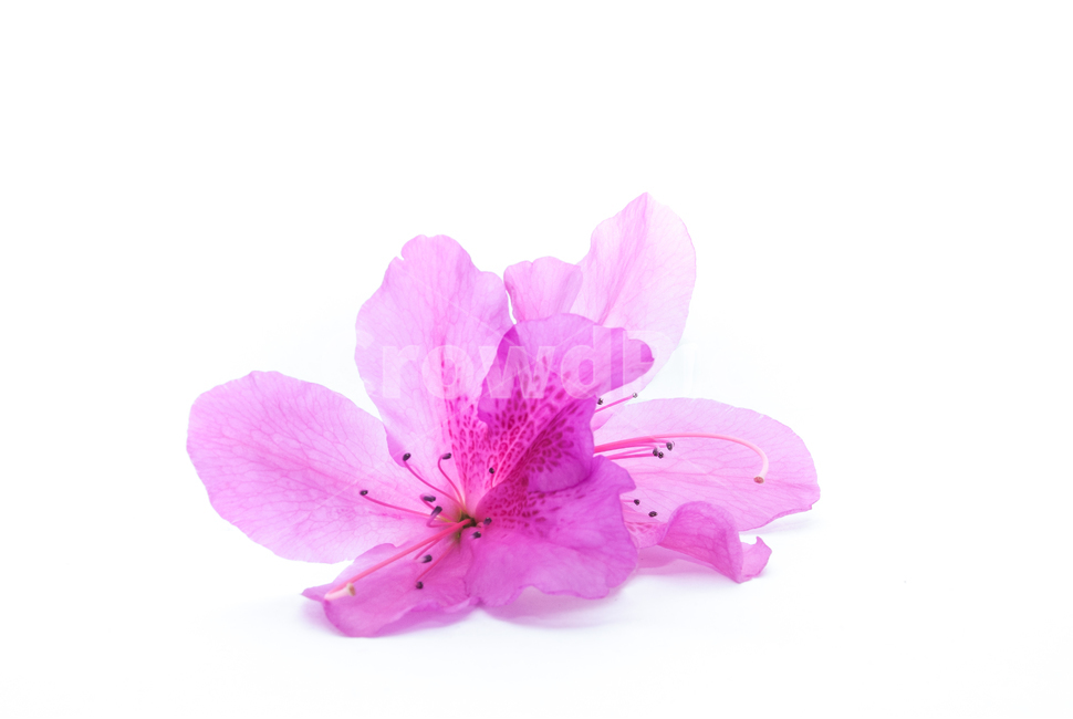 산철쭉,철쭉,누끼,배경,봄,꽃,생화,식물,조경,핑크,분홍,spring,season,flowe,자연,향기,아름다운,화사한,봄꽃,꽃잎,스튜디오,봄,계절,spring,season,식물,자연,plants,nature,꽃,flower,누끼,remove background,geranium,제라늄,plant,blossom,petal,anther,꽃밥