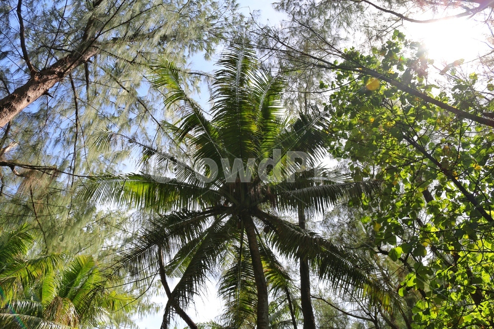 풍경,자연,야자수,정글,나무,식물,자연,plants,nature,나무,trees,wood