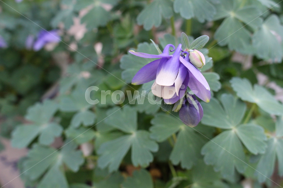꽃,매발톱꽃,자연,orientalcolumbine,야생,야생화,식물,식물,자연,plants,nature,꽃,flower