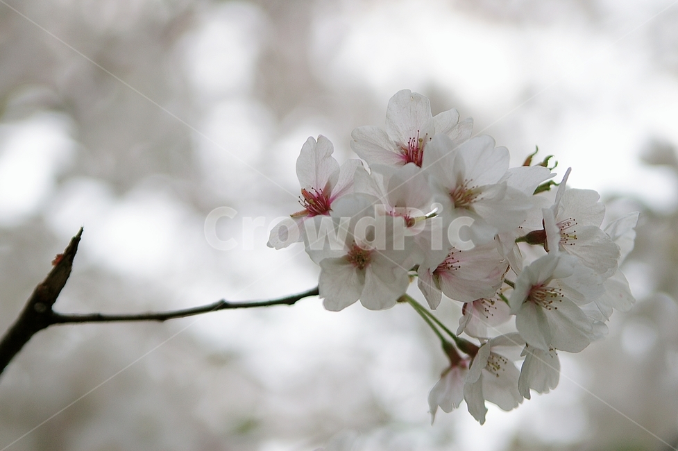 plant,식물,꽃,blossom,flower,cherryblossom,벚꽃,식물,자연,plants,nature,꽃,flower