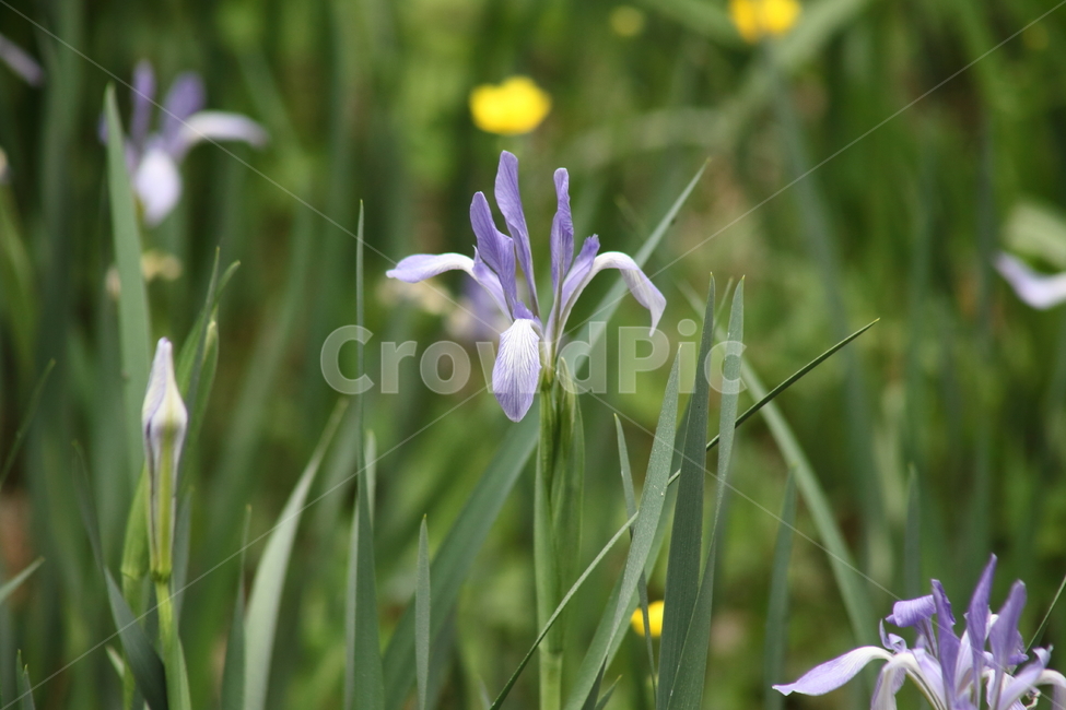 붓꽃,타래붓꽃,봄,마련자,chineseiris