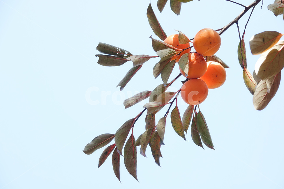 식물,과일,감,가을,열매,과일,열매,fruit