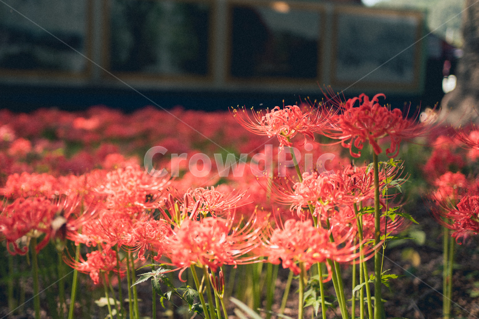 plant,식물,꽃,상사화,꽃무릇,flowers,flower,식물,자연,plants,nature,꽃,flower