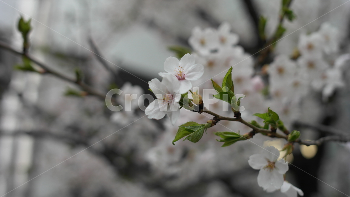 봄,벚꽃,꽃,자연,이쁜,식물,자연,plants,nature,꽃,flower