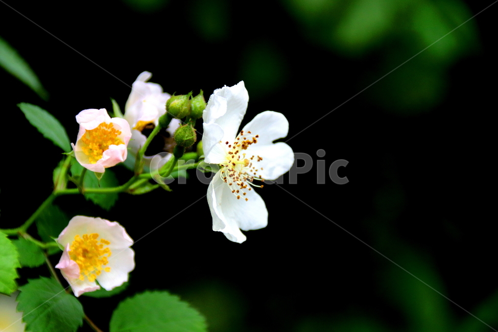 봄비,꽃,식물,찔레꽃,향기,봄,계절,spring,season,식물,자연,plants,nature,꽃,flower,plant