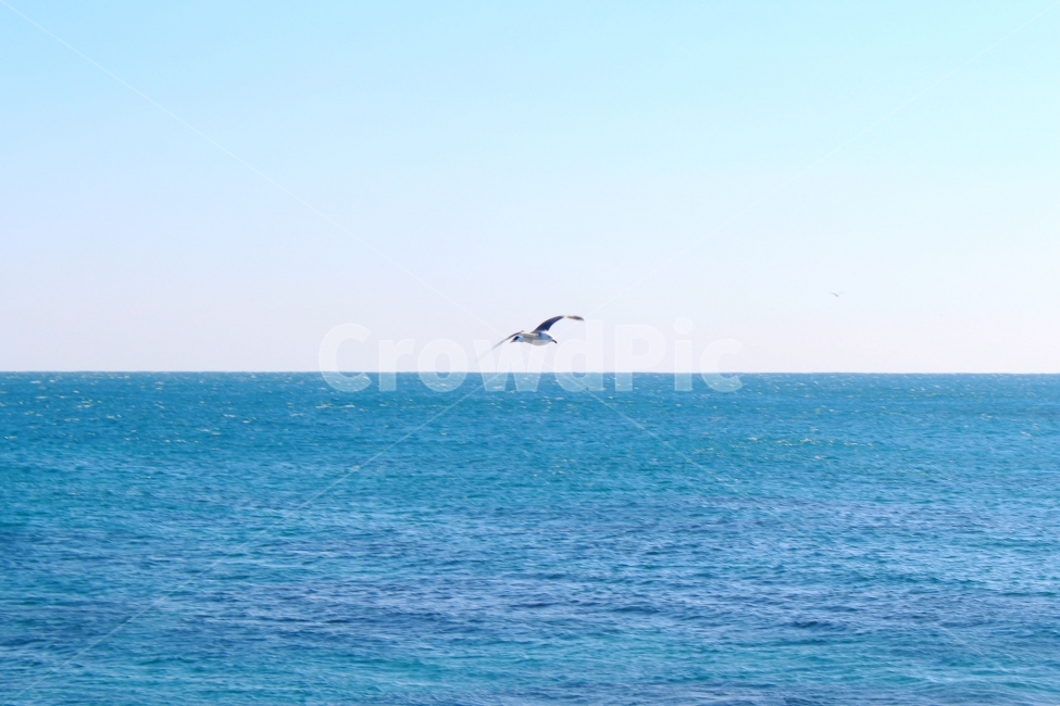 풍경,감성사진,자연,여행,바다,새,겨울,겨울바다,청량,winter,sea,bird,sky,비둘기,자연,풍경,nature,landscape,동물,animal,조류,새,birds