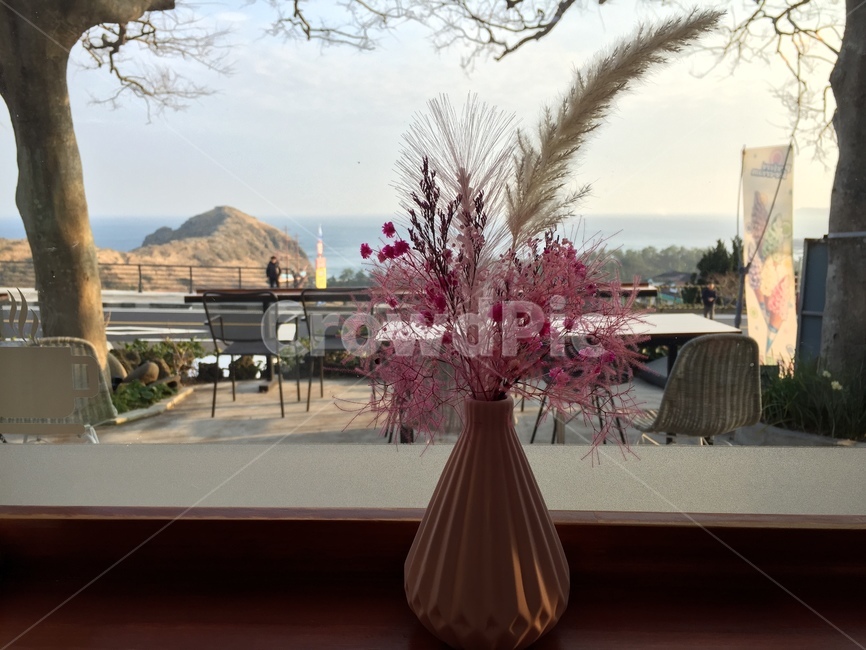 꽃,화분,바다,카페,제주도,실내용화초,화분,화초,house plant