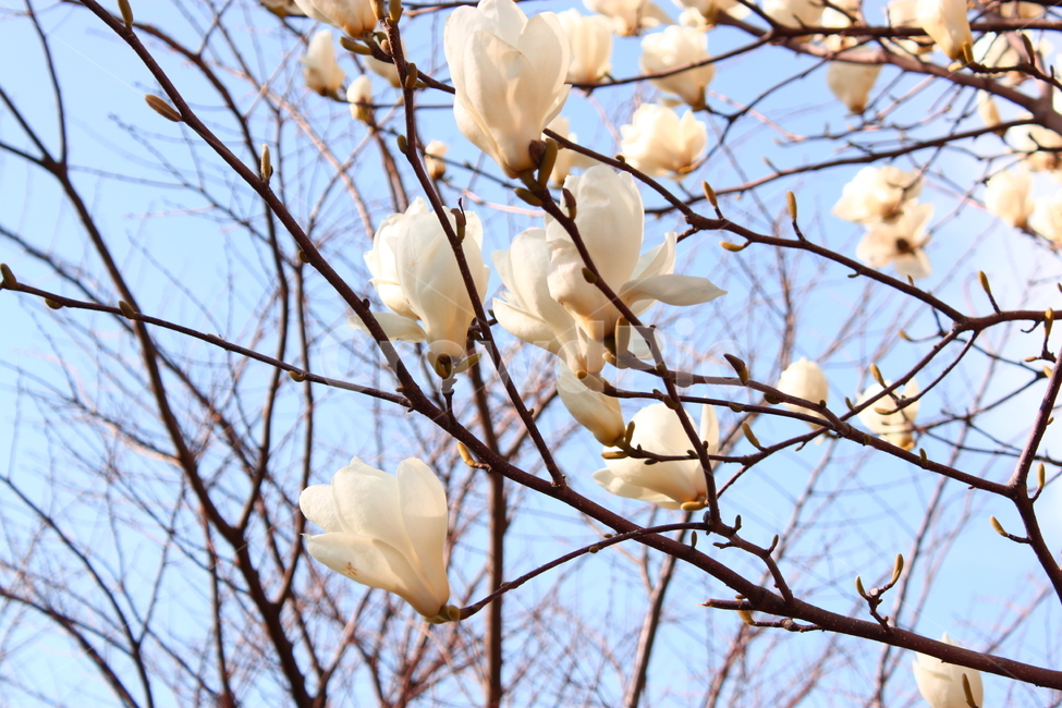 봄,흰꽃,blossom,목련,하늘,식물,자연,plants,spring,flower