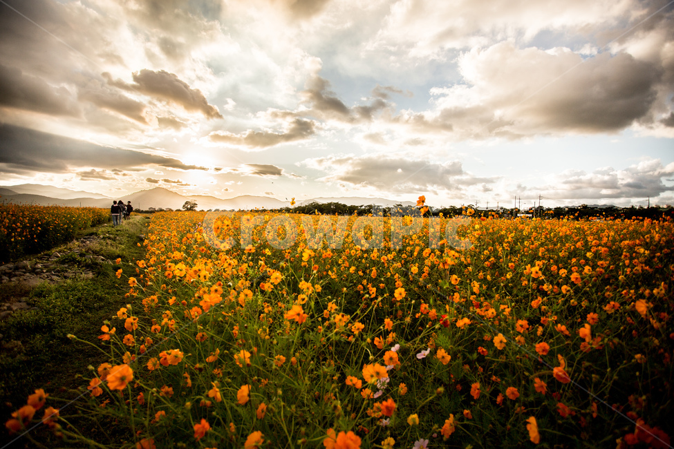 노을,풍경,들판,코스모스,하늘,경주,구름,자연,풍경,nature,landscape,식물,plants,꽃,flower,outdoors,옥외,grassland,목초지,field,들,rural,농촌,farm,농장,meadow