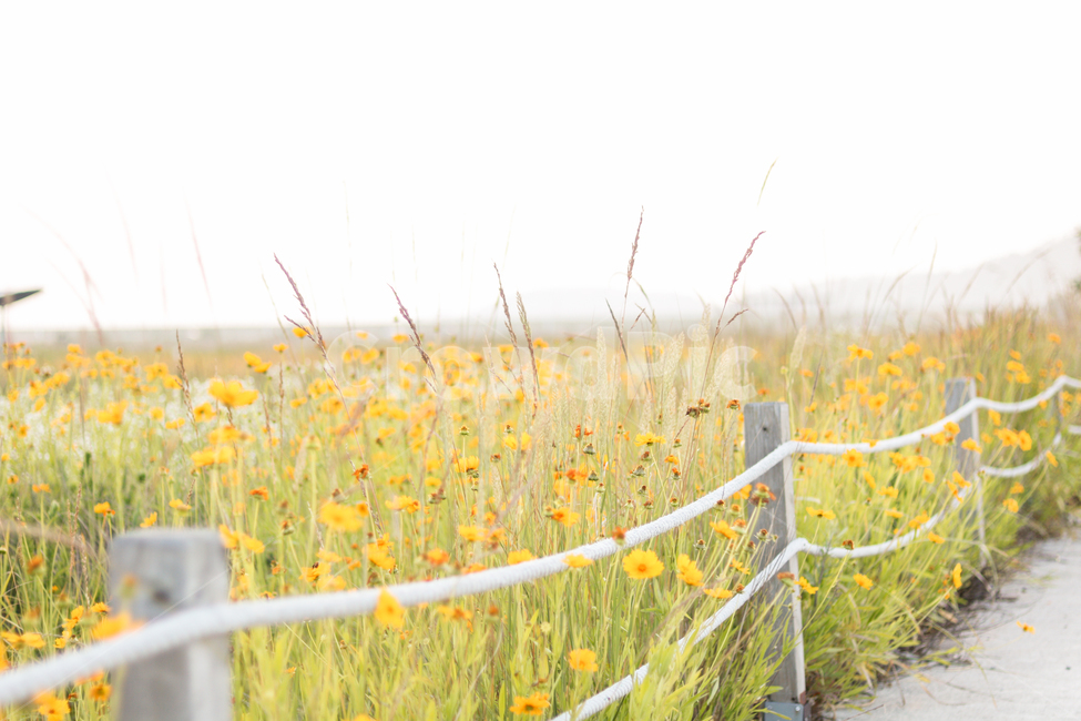 들꽃,꽃,여름,여름꽃,길,들판,자연,풍경,nature,landscape,식물,plants,꽃,flower,grass,잔디,plant