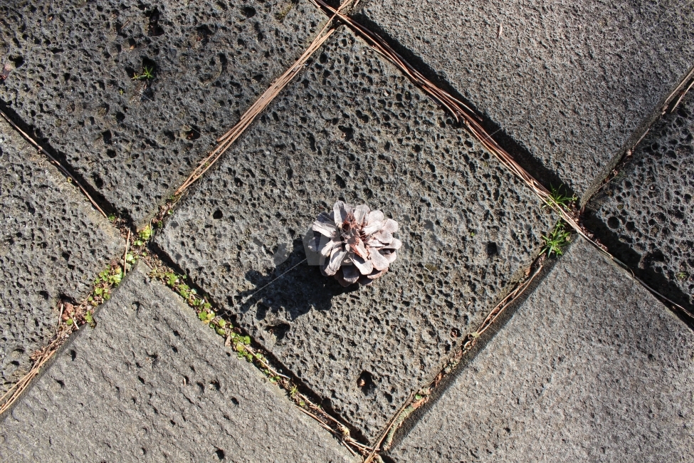 제주,제주도,감성,봄,여행,힐링,식물,자연,plants,nature,텍스처,질감,패턴,texture,pattern