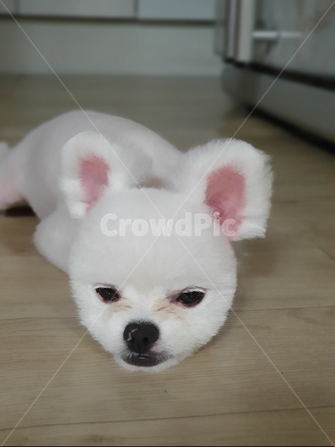 강아지,포메라니안,반려동물,동물,개