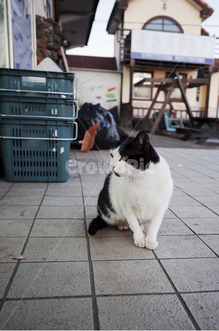 cat,고양이,animal,동물,pet,mammal,포유류,길고양이,얼룩,얼룩무늬,white,black,street,야생,wild,동물,animal,포유류,mammal,고양이,cat,kitten,kitty