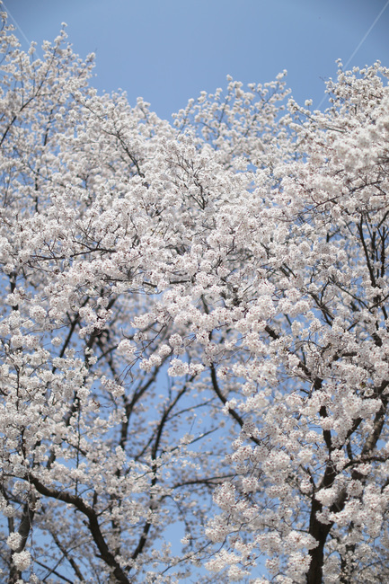 벚꽃,꽃,봄,cherryblossom,flower