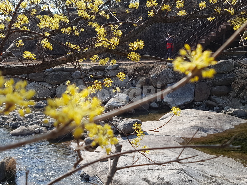 plant,식물,산수유마을,꽃,냇물,자연,식물,자연,plants,nature,꽃,flower