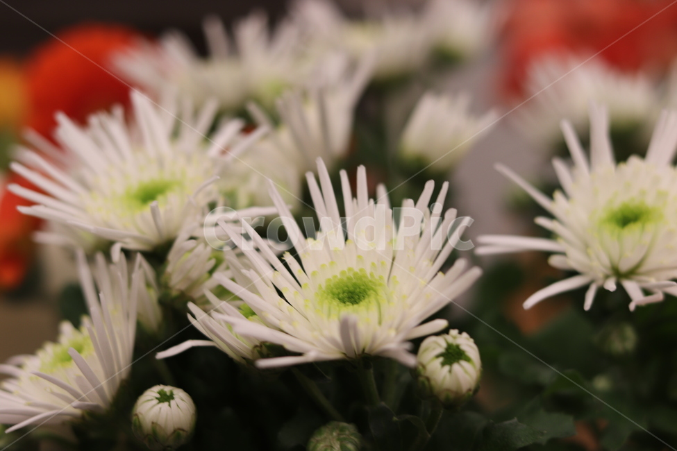 꽃,flower,blossom,식물,plant