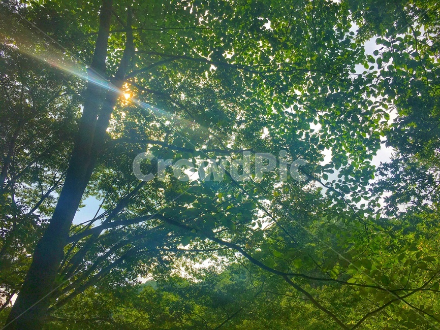 자연,여름,나무,햇빛,숲,힐링