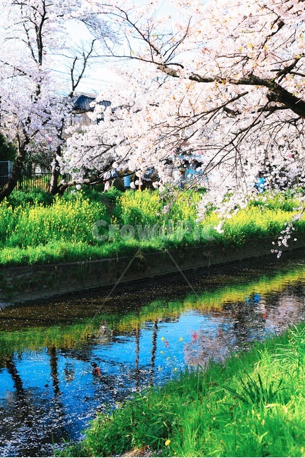 배경화면,감성사진,풍경,봄,강가,벚꽃,자연,일본,분위기,경치,색감,색채,봄,계절,spring,season,자연,풍경,nature,landscape,휴식,힐링,rest,relaxation,healing,plant,식물