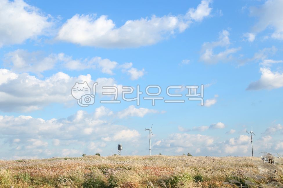 sky,blue sky,nature,picnic,Reed,outdoors,silver grass,autumn,park,landscape