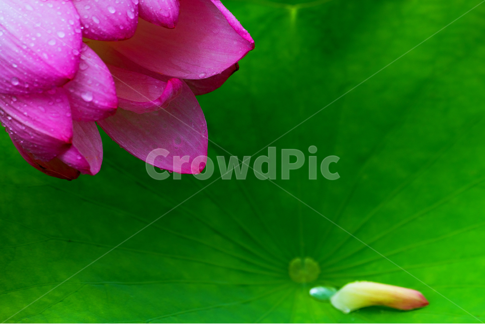 수련,연화,연지,감성,초록,연잎,식물,자연,plants,nature,꽃,flower